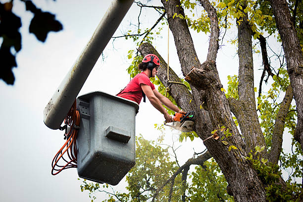 Best Emergency Tree Service  in Northfield, MN